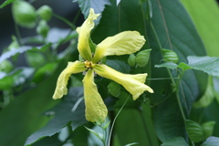 Momordica subangulata